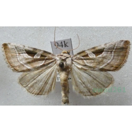 Eucarta virgo (Treitschke, 1835) Najemka dziewica Hungaria94k